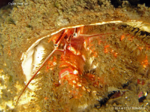 Hermit crab. Ogden point, BC. Canon Ixy 980. by Bea & Stef Primatesta 